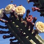 Profile Picture of Jeannette McLaughlin (@nettiespaghetti47) on Instagram