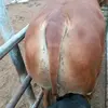 Profile Picture of Herman Chavez (@@hermanchavez3) on Tiktok