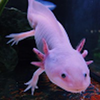 Profile Picture of Josh Varley (@josh-varley-15) on Quora