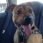 Profile Picture of Frank (@frankthestaffy) on Instagram