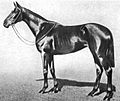Profile Picture of Love in Idleness (horse) - Wikipediaon Wikipedia