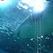 Profile Picture of Matt Freeman (@mattfreeman6343) on Youtube