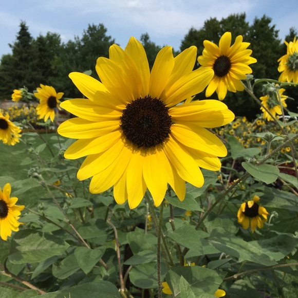 Donica Sapiano - Poshmark Profile Picture of Donica Sapiano (@dsapi) on Poshmark