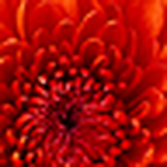 Profile Picture of Linda Farley (@Noah & Sam's Nanny) on Flickr