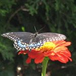 Profile Picture of Renee Brune (@brune.renee) on Instagram