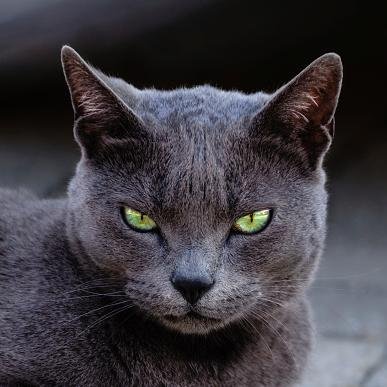Profile Picture of Simon Crowe #FBPE (@UHDDreamer) on Twitter
