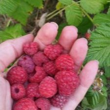 Profile Picture of Inge Fischer (@IngeFischer30) on Twitter