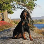 Profile Picture of Kennel JimBalayas (@kenneljimbalayas) on Instagram