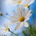 Profile Picture of Greissy Lara (@little4flowers) on Pinterest