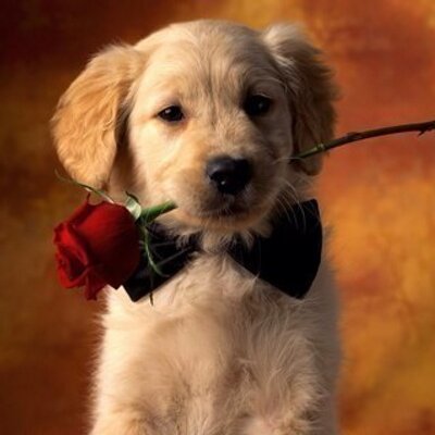 Profile Picture of Leslie Dixon (@les708) on Twitter
