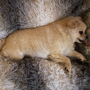 Profile Picture of Christopher Bradshaw (@stratys26) on Youtube