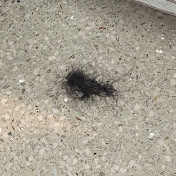 Profile Picture of Dane Andersen (@GrandmaConniesOrchard) on Youtube