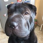 Profile Picture of Donna (@sharpei_donna) on Instagram