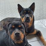 Profile Picture of Carlo_Reberta ❤️❤️ (Rottsky~Rottie) (@carlo_reberta.xl7) on Instagram