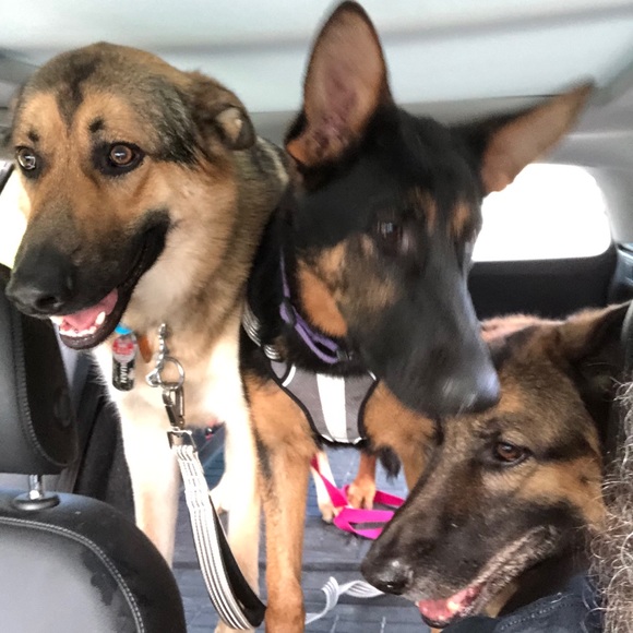 Profile Picture of Danielle Hurt (@dcvhurt) on Poshmark