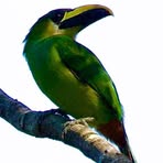 Profile Picture of Marco Baeza (@marco.baeza.241662) on Facebook