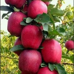 Profile Picture of Ouechtati Joujou (@OuechtatiJ) on Twitter