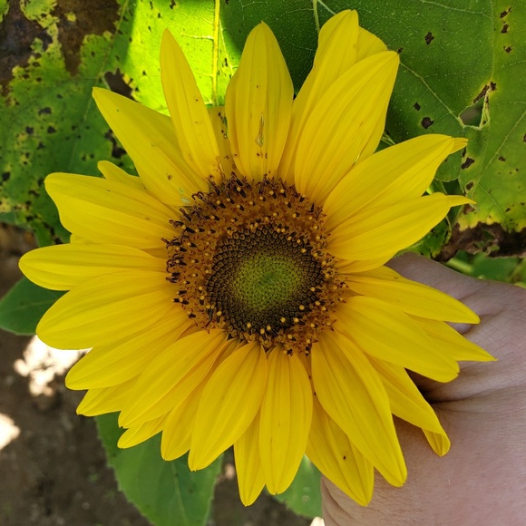 Profile Picture of Patricia Swiech (@pyza1830) on Poshmark