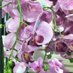 Profile Picture of doalson_7 (@doalson_7) on Instagram