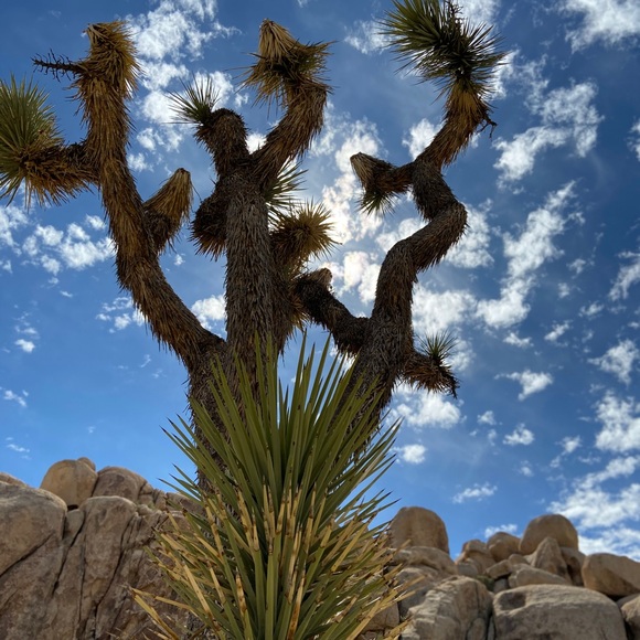 Profile Picture of Tania Solano (@tsd570) on Poshmark