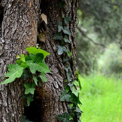 Profile Picture of Ivy Carson (@ivystillblooms) on Twitter