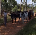 Profile Picture of Fernando Bento (@fernando.bento.9465177) on Facebook