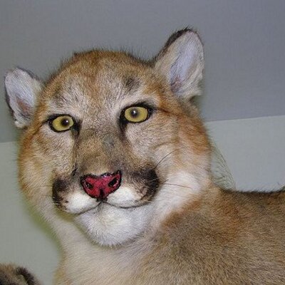 Profile Picture of Randy Rivers (@RandyRivers3) on Twitter