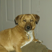 Profile Picture of David Jarrell (@TheRazzback33) on Youtube