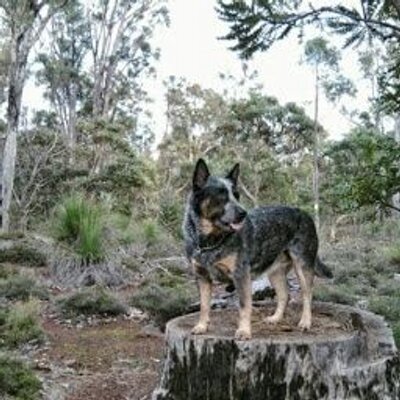 Profile Picture of Robert Crandell (@RcRecran) on Twitter