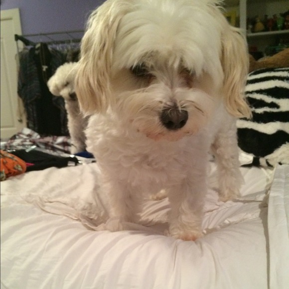 Profile Picture of Debi Paphites (@cpaphites) on Poshmark