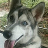 Profile Picture of Stephen Tan (@stephen-tan-163) on Quora