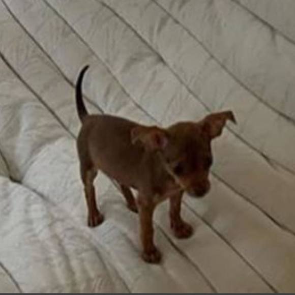 Profile Picture of Bella Zoppi (@bellazoppi) on Poshmark