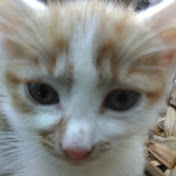 Profile Picture of Jasmine Goodwin (@jasminegoodwin3185) on Youtube