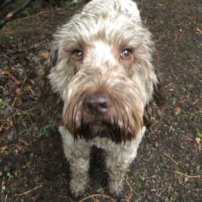 Profile Picture of Derek Cummings (@DerekCummings42) on Twitter