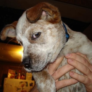 Profile Picture of Christopher Dias (@momsbubba83000) on Myspace