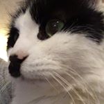 Profile Picture of Miss Anne Dree (@rollerpolecat) on Instagram