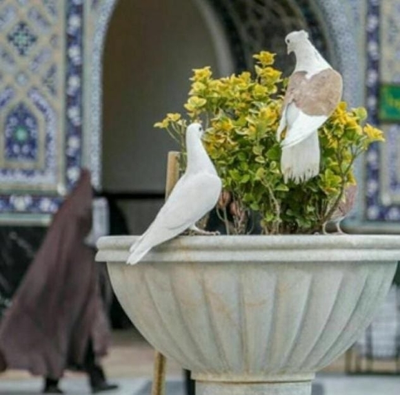 Profile Picture of Jawad Rassoul (@jalobaidi42) on Poshmark