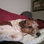 Profile Picture of Peter Bixler (@coelacanthmountain) on Instagram