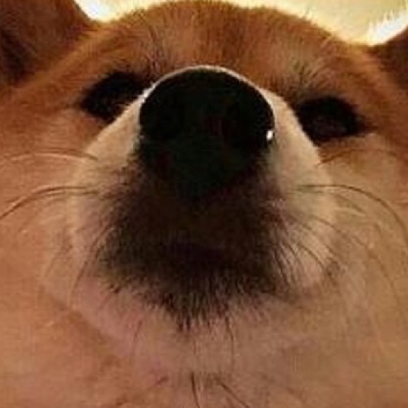 Profile Picture of Hailey Whitledge (@hails5116) on Poshmark