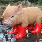 Profile Picture of Amelia Butler (@piggylover2525) on Instagram