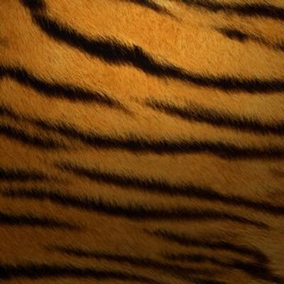 Profile Picture of Mike Ohm (@mikepohm) on Twitter