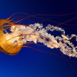 Profile Picture of Cedric Dillard (@d27manny) on Twitter