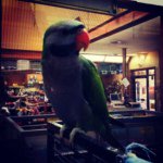 Profile Picture of Paris Russell[Derbyan Parakeet (@paris_russell) on Instagram