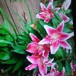 Profile Picture of Beverly Thompson (@beverly.thompson.35574) on Instagram