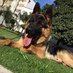 Profile Picture of oscar german shepherd (@oscar_germanshepherd_) on Instagram