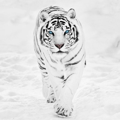 Jim Mathis - Twitter Profile Picture of Jim Mathis (@Jimmathis421) on Twitter