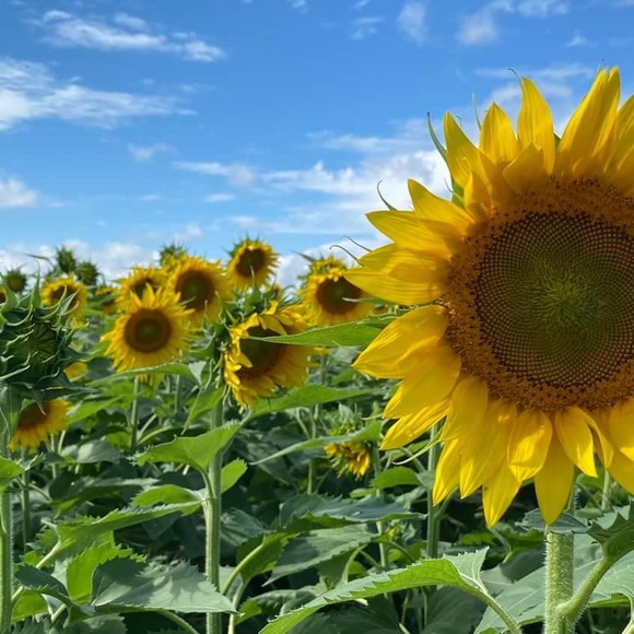 Profile Picture of Deborah Bernhardt (@gingermom14) on Poshmark