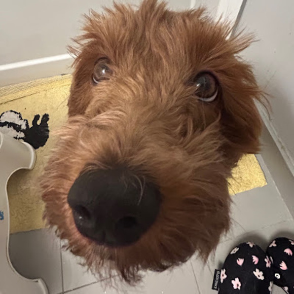 Profile Picture of Mackenzie Cakebread (@cakebreadmg) on Poshmark