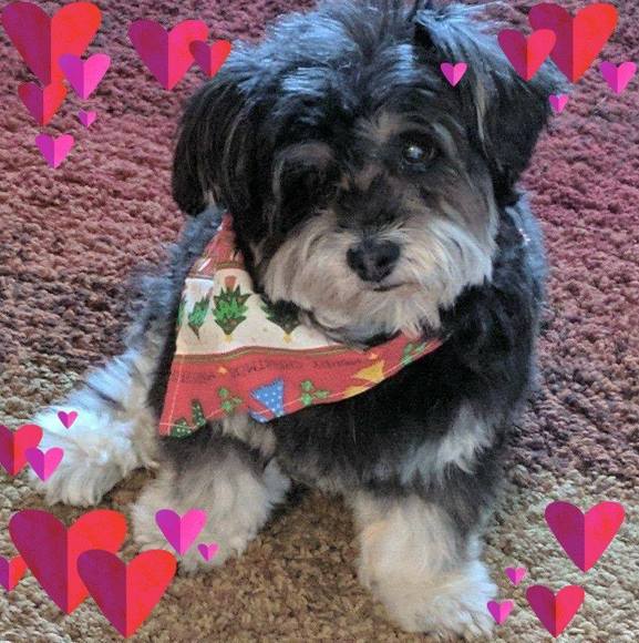 Profile Picture of Debbie Ryan (@boymaltese) on Poshmark