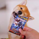 Profile Picture of Kevin (@kevin.the.shiba) on Instagram